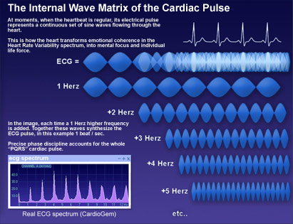 heart brain coherence physics